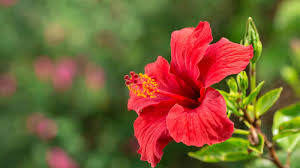 Hibiscus Flower: