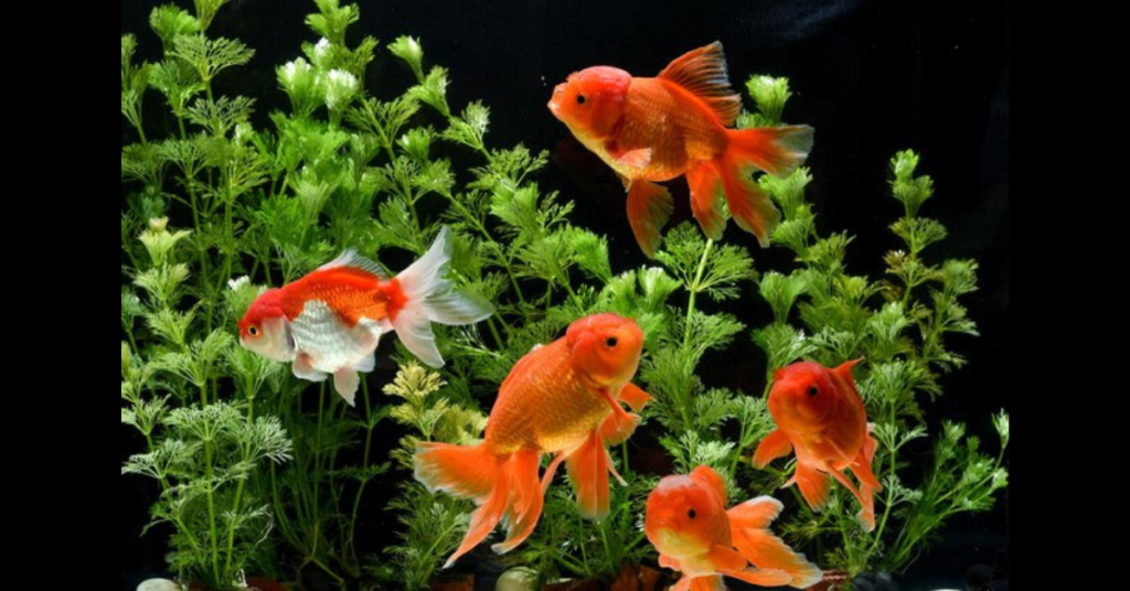 Goldfish Plant