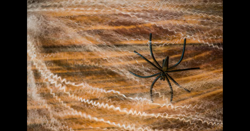 Wolf Spider vs. Brown Recluse