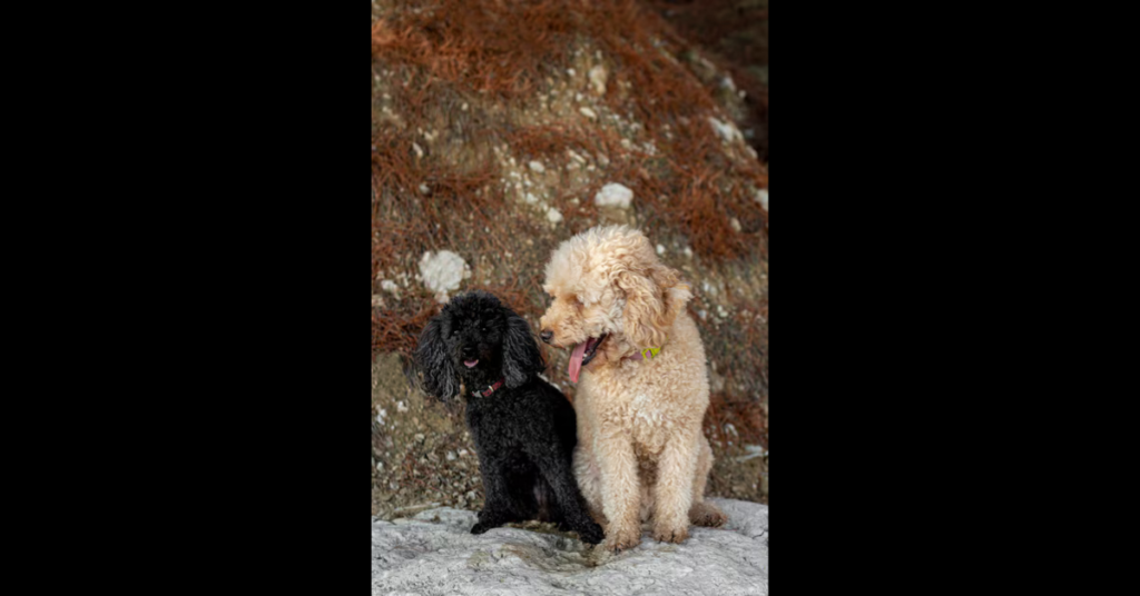 Black Goldendoodle