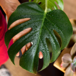 The Allure of Monstera Albo